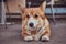 Cute breed Welsh corgi waiting for its owner, outdoors.