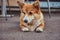 Cute breed Welsh corgi waiting for its owner, outdoors.