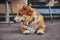 Cute breed Welsh corgi waiting for its owner, outdoors.