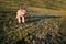 Cute briard puppy runs on meadow