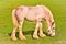 A cute bright foal, grazing in the meadow, horse breed tinker