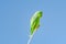 Cute bright green Green-rumped Parrotlet resting in the sun.