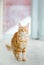 Cute  bright orange kitten of maine coon breed