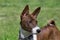 Cute brindle basenji puppy is standing on a green grass. Close up. Pet animals