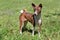 Cute brindle basenji puppy is standing on a green grass. Pet animals