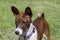 Cute brindle basenji puppy is standing on a green meadow. Pet animals