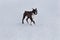 Cute brindle boxer with white markings is walking on a white snow. Pet animals.