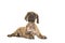 Cute brindle great dane puppy lying down looking up isolated on