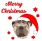 Cute British Bulldog Christmas Greeting with words Merry Christmas