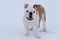 Cute british bulldog is standing on a white snow. Pet animals
