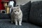 Cute british cat on the sofa