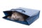 Cute British kitten in blue bag isolated
