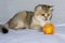 Cute british kitten carefully looks at a bright juicy peach and licks its lips