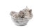 Cute british kitten in glass bowl isolated