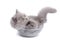 Cute british kitten in glass bowl isolated