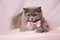 Cute British longhair cat, with elegant pink bow tie.