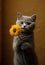 Cute British Short Hair Cat holds a flower. Birthday card. Generative AI
