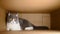 Cute british shorthair cat hiding inside a big carton box