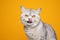 cute british shorthair cat hungry licking lips on yellow background