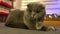 Cute British shorthair cat lying on a bed at home