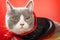 Cute british shorthair cat wears a Halloween witch cloak and looking to the camera with the eyes semi-opened