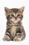 Cute british shorthair kitten isolated