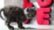 Cute British Shorthair kitten walking