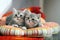Cute British Shorthair kittens looking above