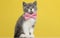 cute british shorthair metis cat sitting against yellow background