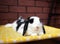 Cute broken black holland lop bunny rabbit resting relaxed