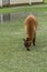 Cute brown Alpaca grazing on grass in soggy pasture