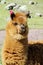 Cute brown alpaca or lama portrait