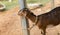 Cute brown Anglo-Nubian goat tied to a stone