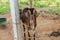 Cute brown Anglo-Nubian goat tied to a stone looking at the viewer