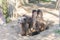 Cute brown bactrian camel animal closeup portrait of a camel sitting in the sand with two hunches on his back