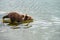 Cute brown bear cub with natal collar entering the Brooks River, Katmai National Park, Alaska