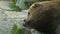 Cute Brown Bear while is falling on sleep in relax time, wildife predator animals nature