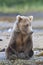 Cute brown bear resting by stream