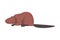 Cute Brown Beaver, Side View of Wild Rodent Animal Cartoon Vector Illustration
