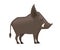 Cute Brown boar. Warthog character with fangs. Cartoon animal design. Flat  illustration isolated on white background.