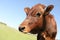 Cute brown calf on sunny day. Animal husbandry