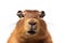 Cute brown capybara animal looking at camera isolated on white background