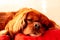 Cute brown Cavalier King Charles Spaniel puppy lying on the bed