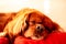 Cute brown Cavalier King Charles Spaniel puppy lying on the bed
