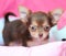 Cute brown chihuahua