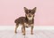 Cute brown chihuahua dog standing in a pink living room setting