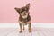 Cute brown chihuahua dog standing in a pink living room setting