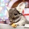 Cute brown chinchilla is eating dry apple on a background of Christmas decorations and Christmas lights.