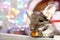 Cute brown chinchilla is eating dry apple on a background of Christmas decorations and Christmas lights.