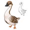 Cute Brown Chinese Goose Standing with Line Art Drawing